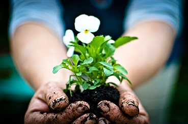 Human hand carrying plug plant in hand